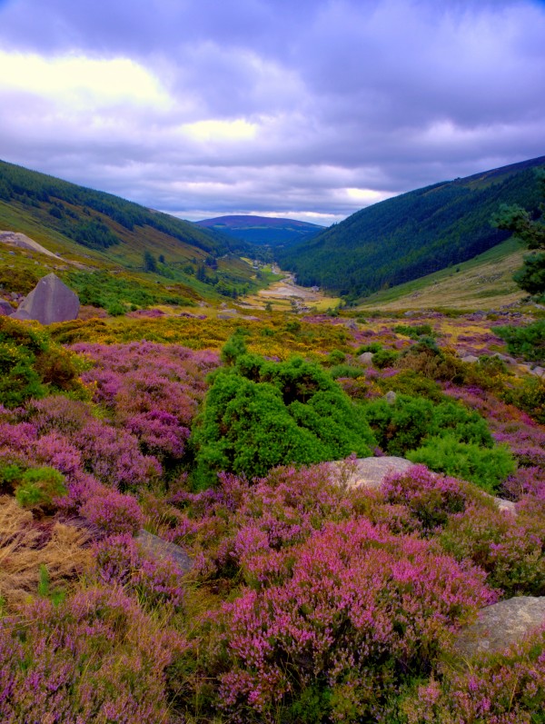 WW 056 Wicklow Mts. by Michael Walsh